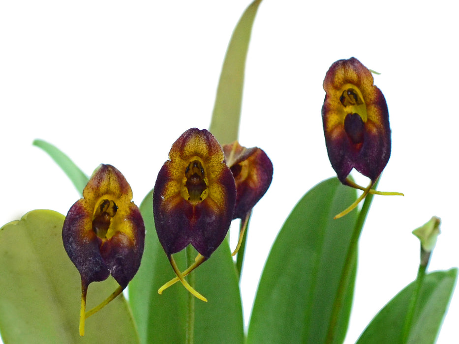 Masdevallia teaguei