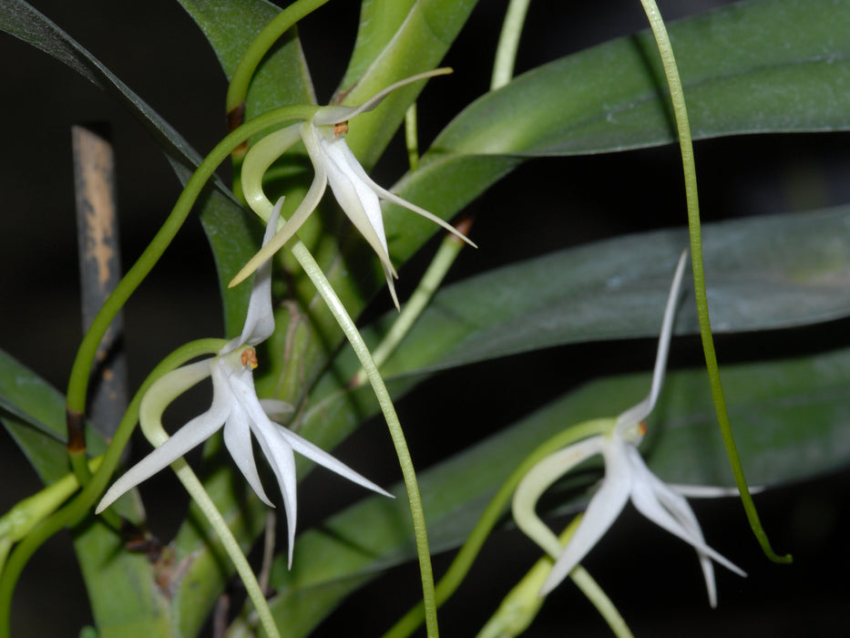 Jumellea arborescens