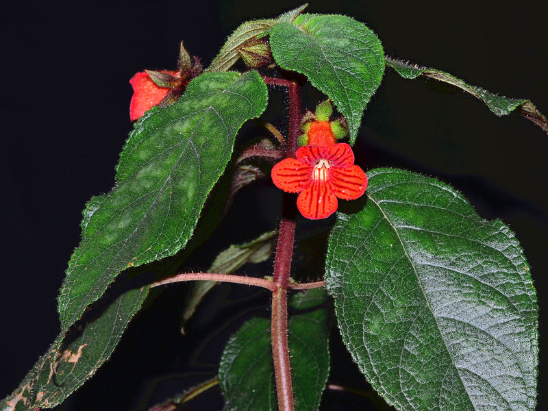 Kohleria inaequalis
