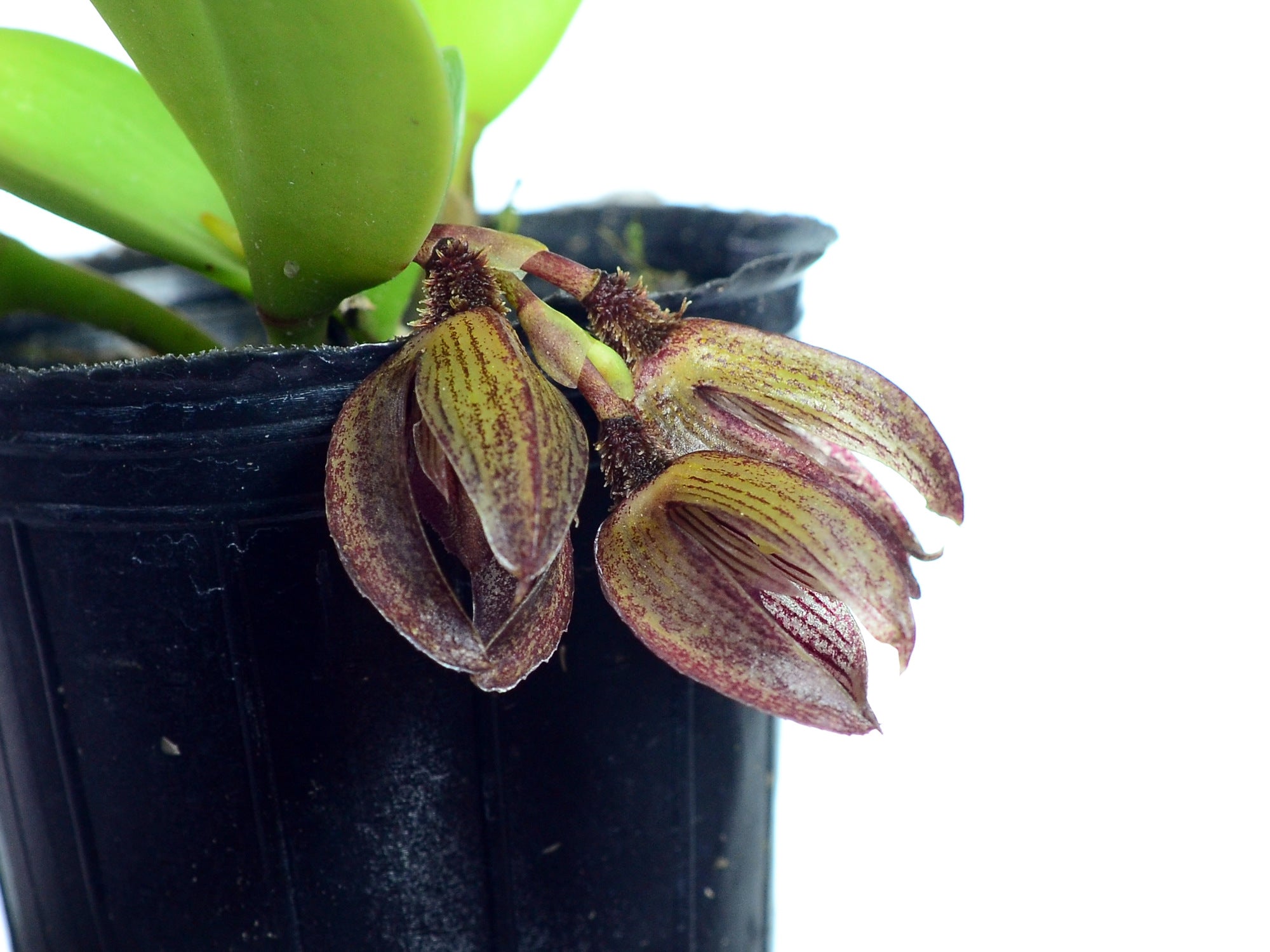 Acianthera lappago