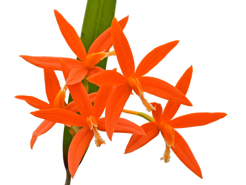 Cattleya harpophylla