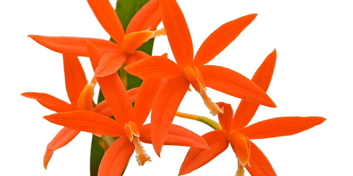 Laelia_harpophylla_1200x600_cr