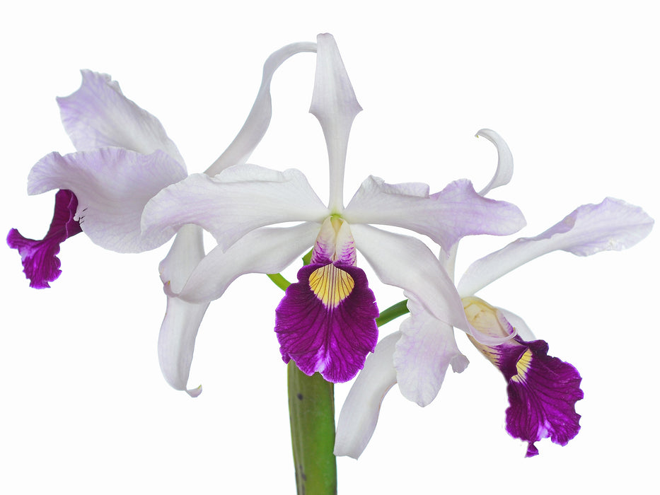 Laelia purpurata