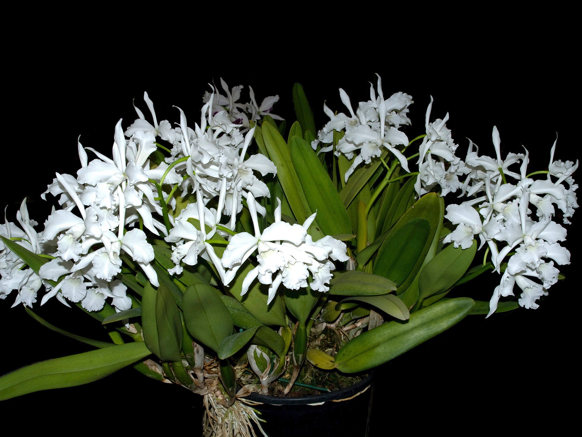Cattleya purpurata f. alba