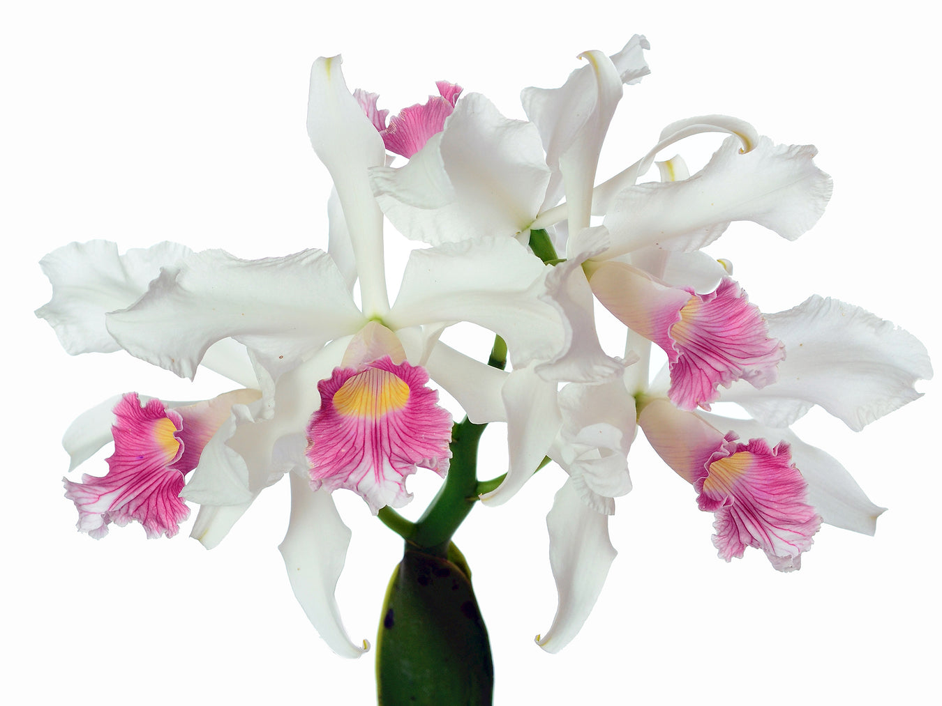 Laelia