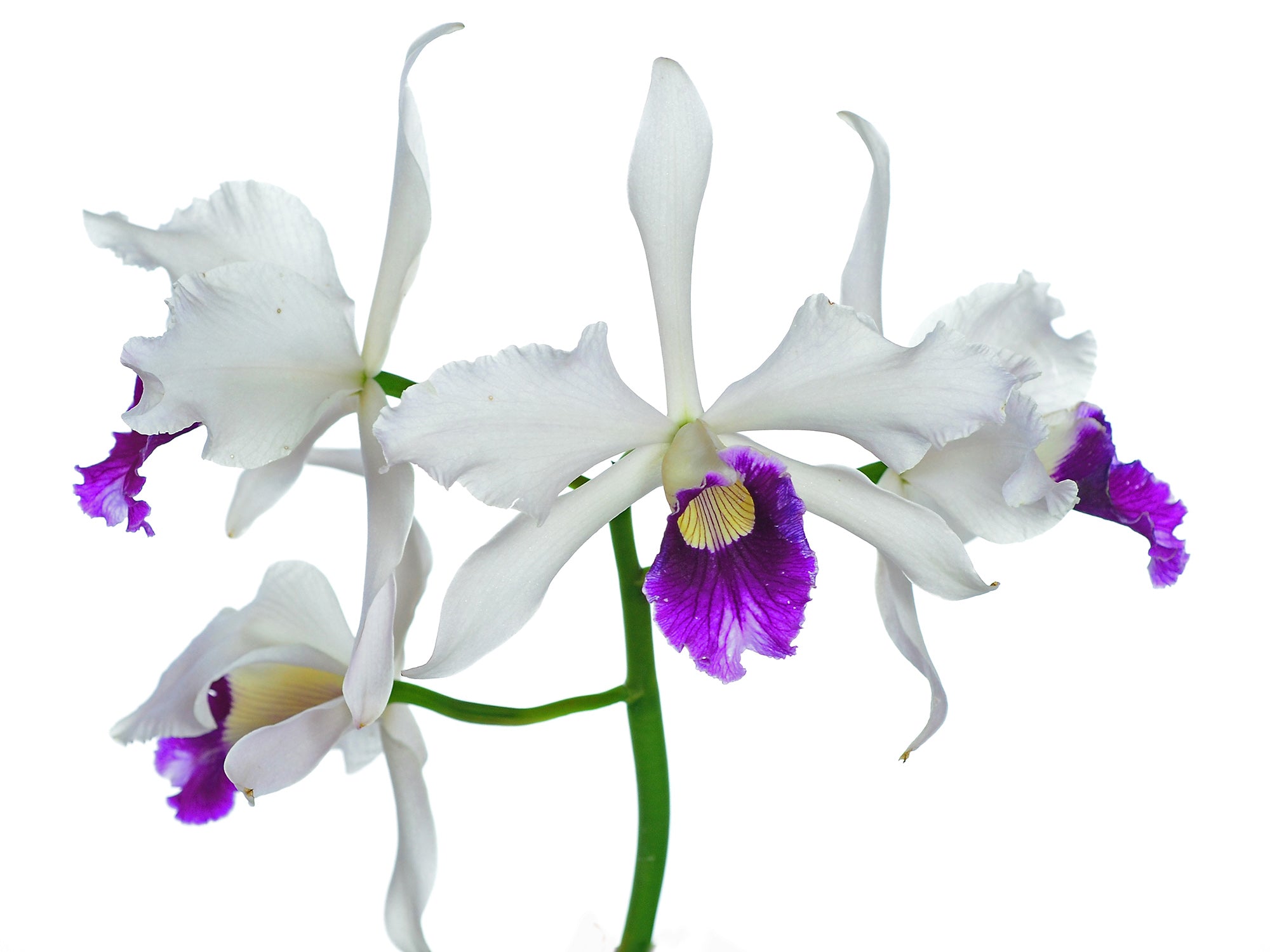 Cattleya purpurata f. vinicolor