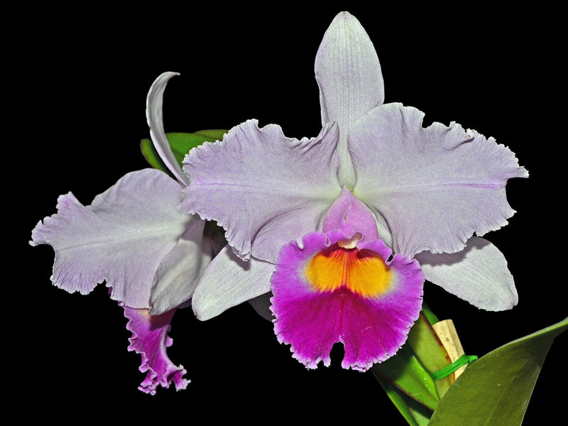 Laelia purpurata uba tuba  x C. Sierra Blanca 'Mount Whitney' Am/aos