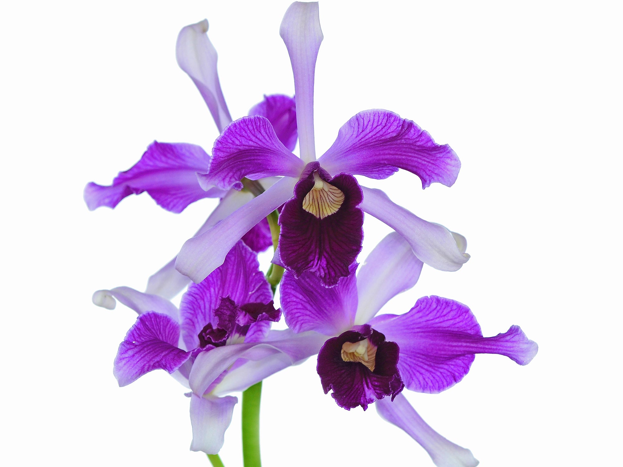 Cattleya purpurata var. atropurpurea