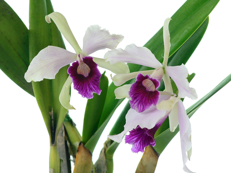 Cattleya purpurata f. vinicolor x atropurpurea