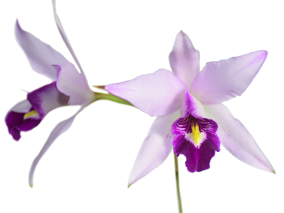 Laelia anceps