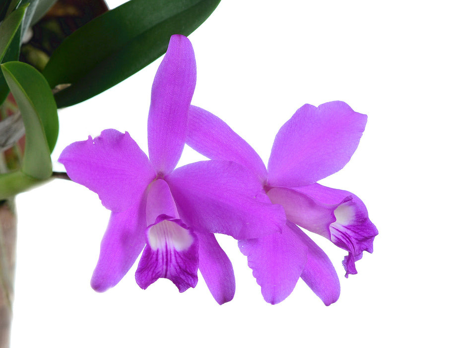 Laelia sincorana