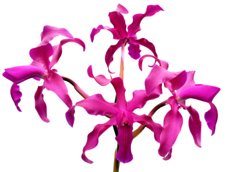 Laeliocattleya The Future is Better