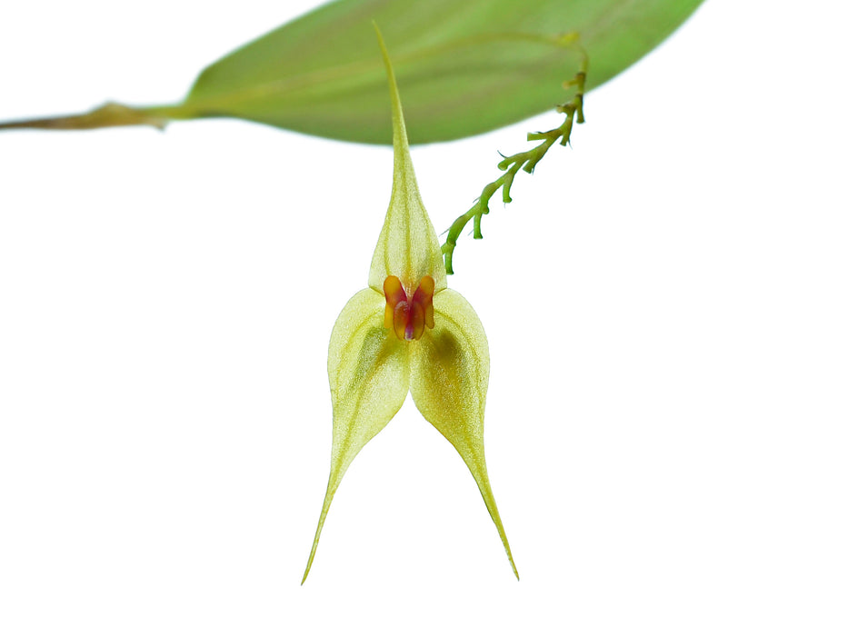 Lepanthes Andean Flame