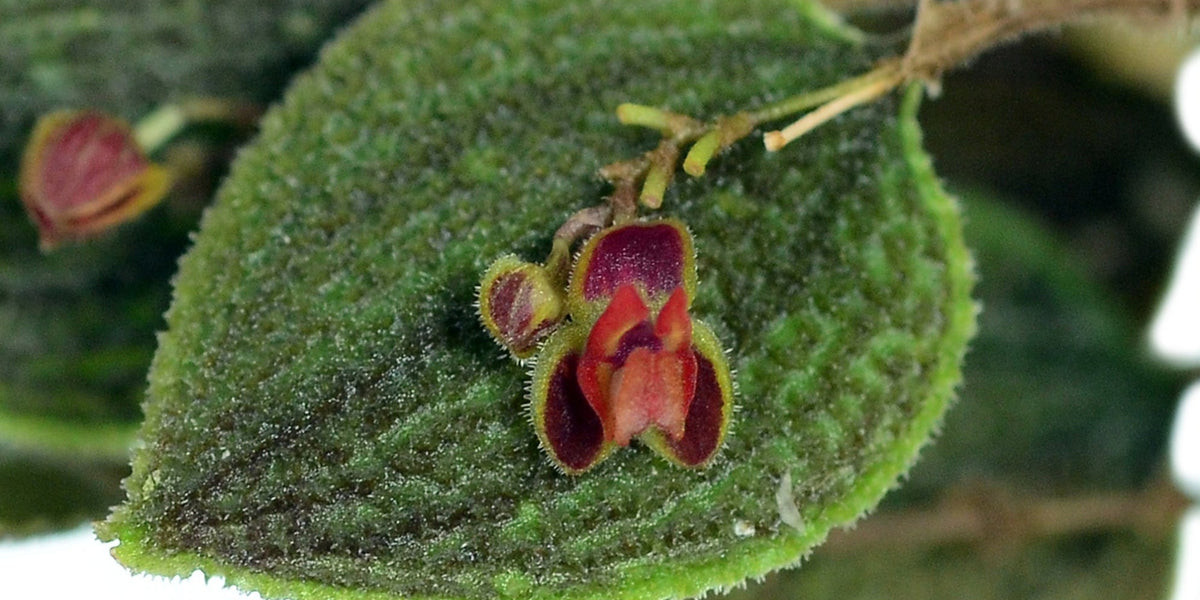 その他観葉植物 Lepanthes aculeata Lepanthes aculeata – Intermediate-Cool Miniature Orchid