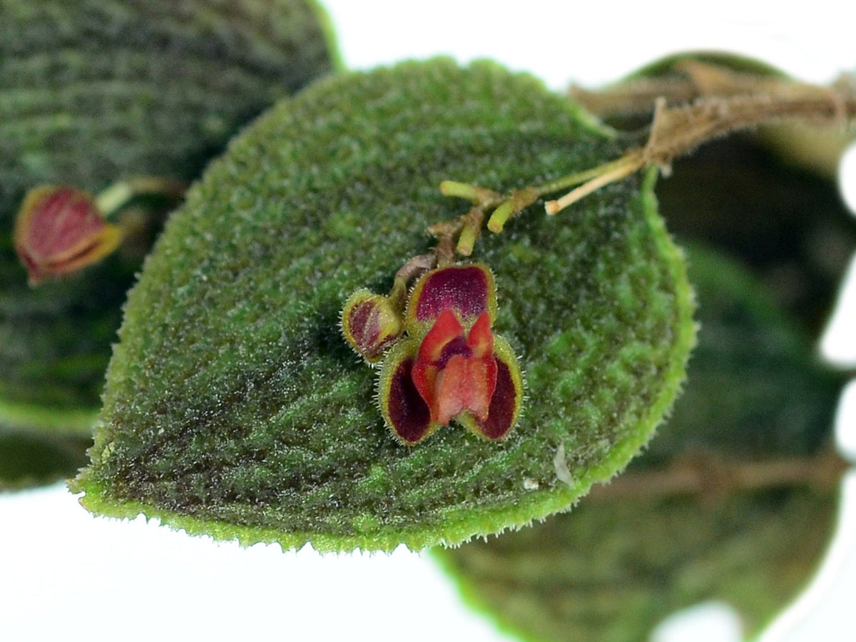 lepanthes aculeata レパンテスエクアドル雲霧原種　洋蘭パルダ Lepanthes aculeata – Intermediate-Cool Miniature Orchid