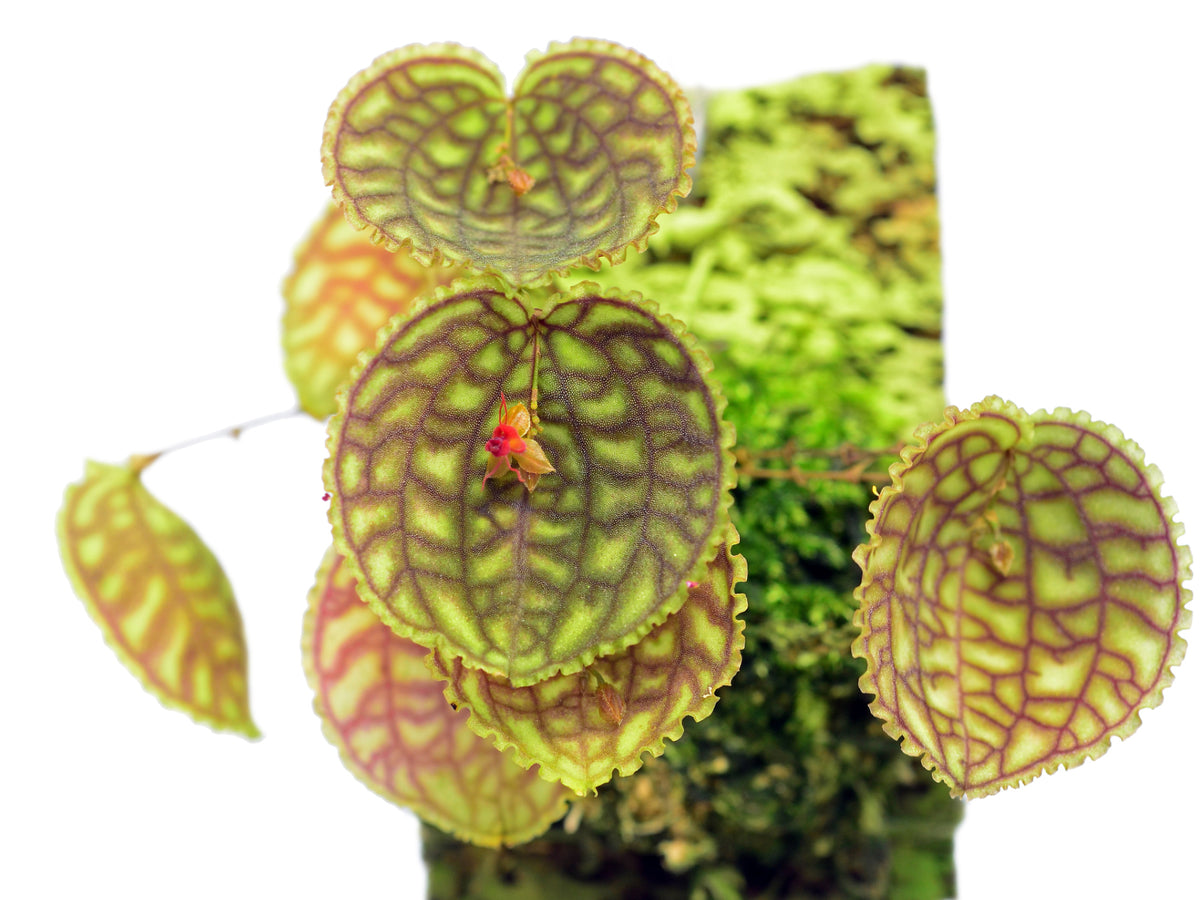 Lepanthes calodictyon — Ecuagenera Orquídeas del Ecuador