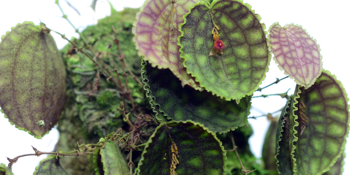 Lepanthes_calodictyon_cup_leaf