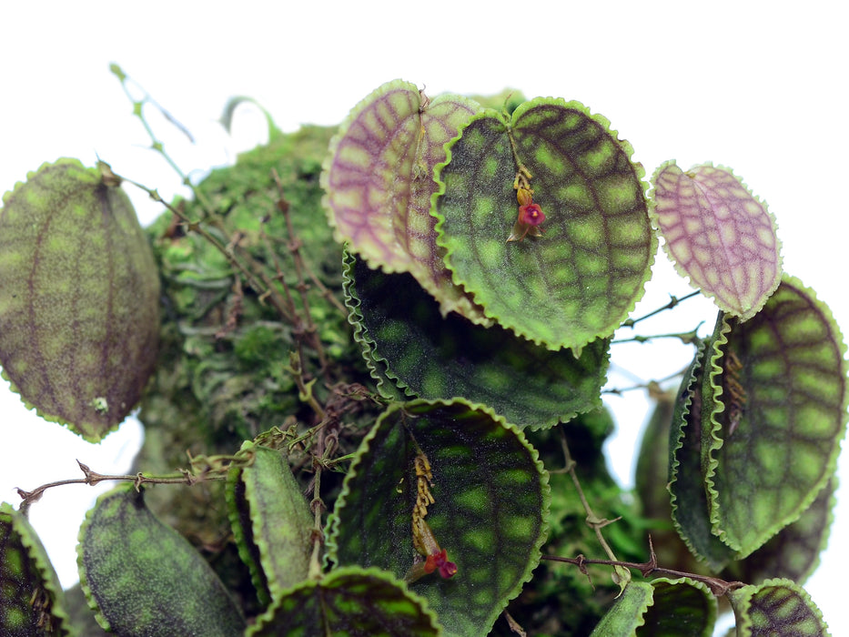 Lepanthes calodictyon cup leafs