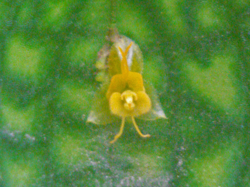 Lepanthes calodictyon f. ivanoflava