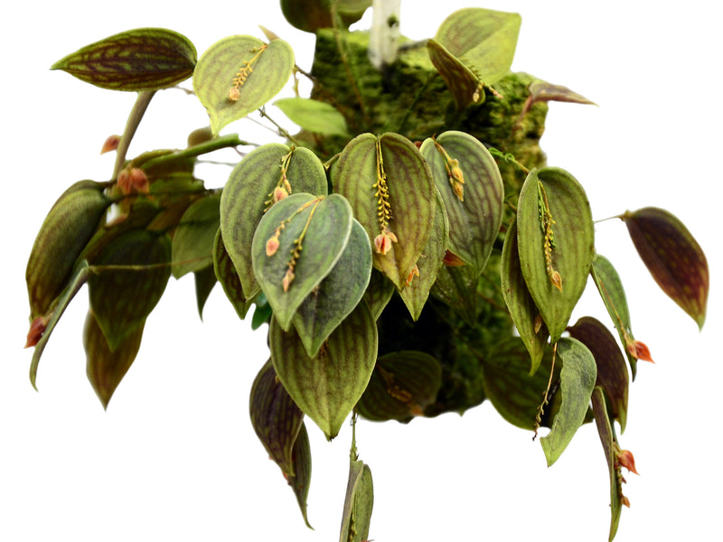 Lepanthes calodictyon x Lepanthes reticulata