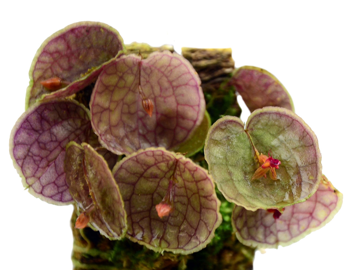 Lepanthes calodictyon × tentaculata – Primary Hybrid Miniature