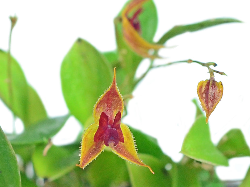 Lepanthes caudata x Lepanthes pulchella