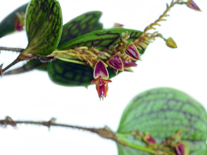 Lepanthes dictydion