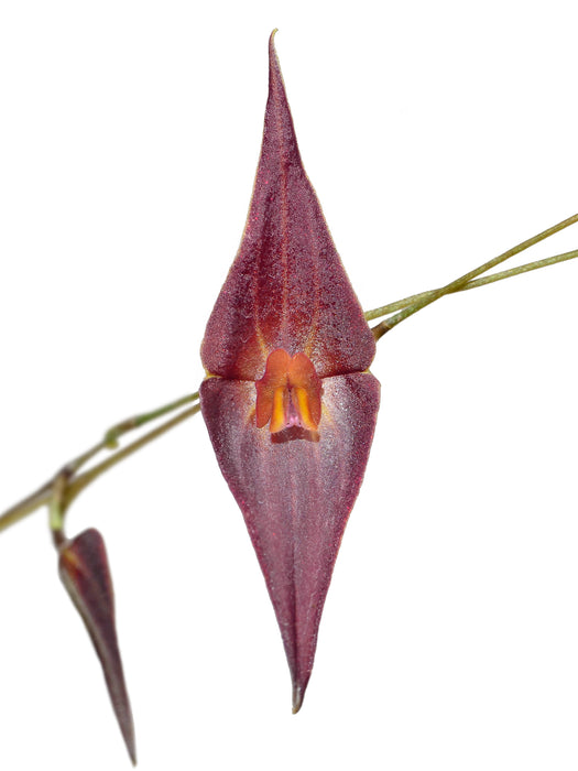 Lepanthes elegantula