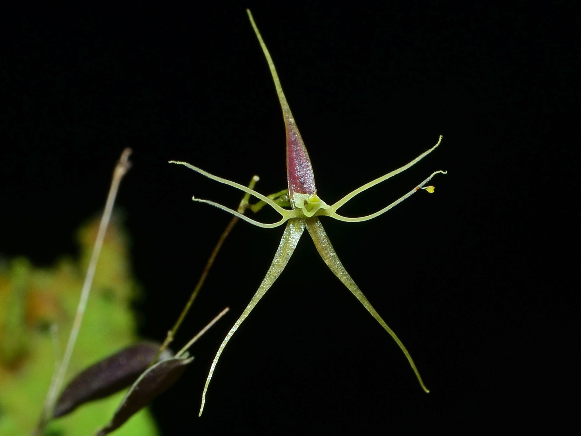 Lepanthes filamentosa