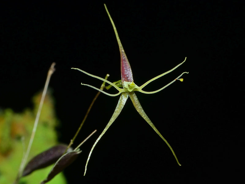 Lepanthes filamentosa