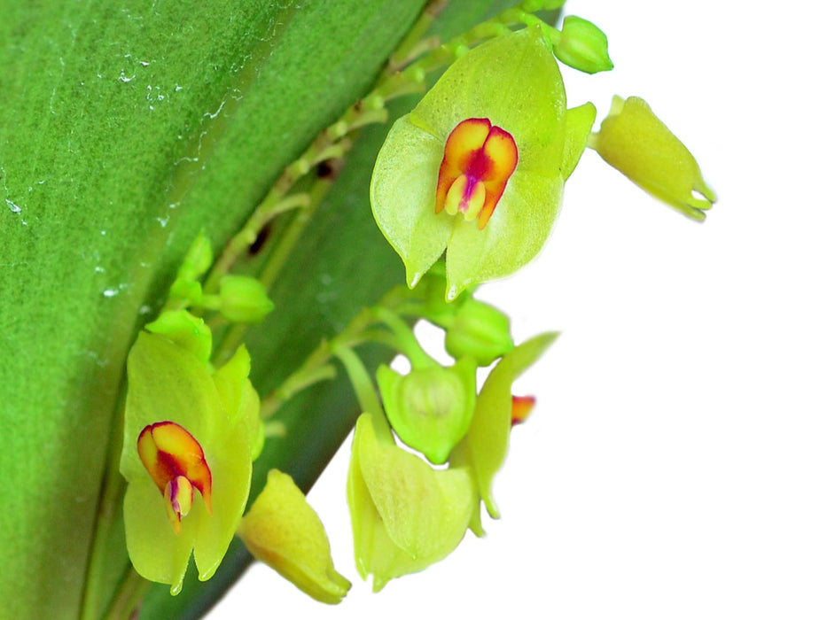 Lepanthes gargantua