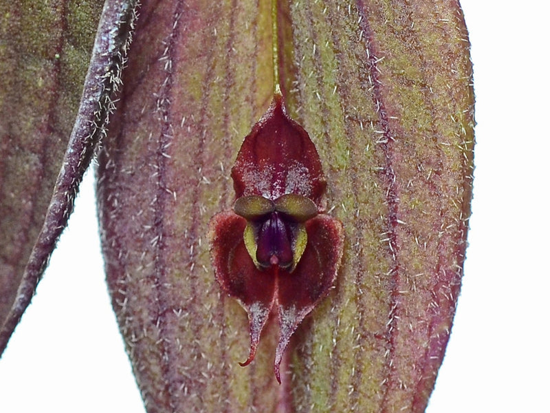 Lepanthes gargoyla x Lepanthes horrida