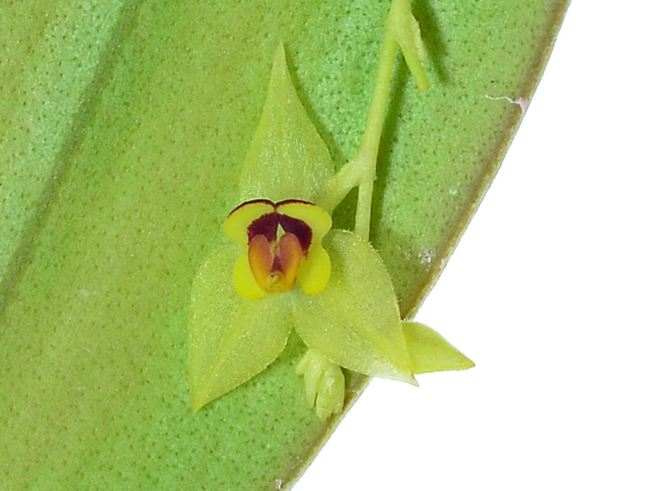 Lepanthes gemina