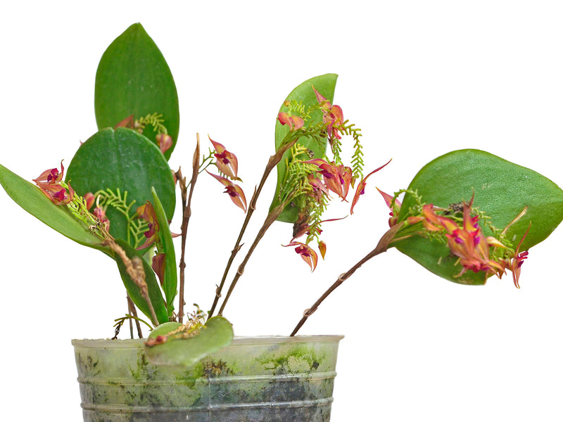 Lepanthes helicocephala