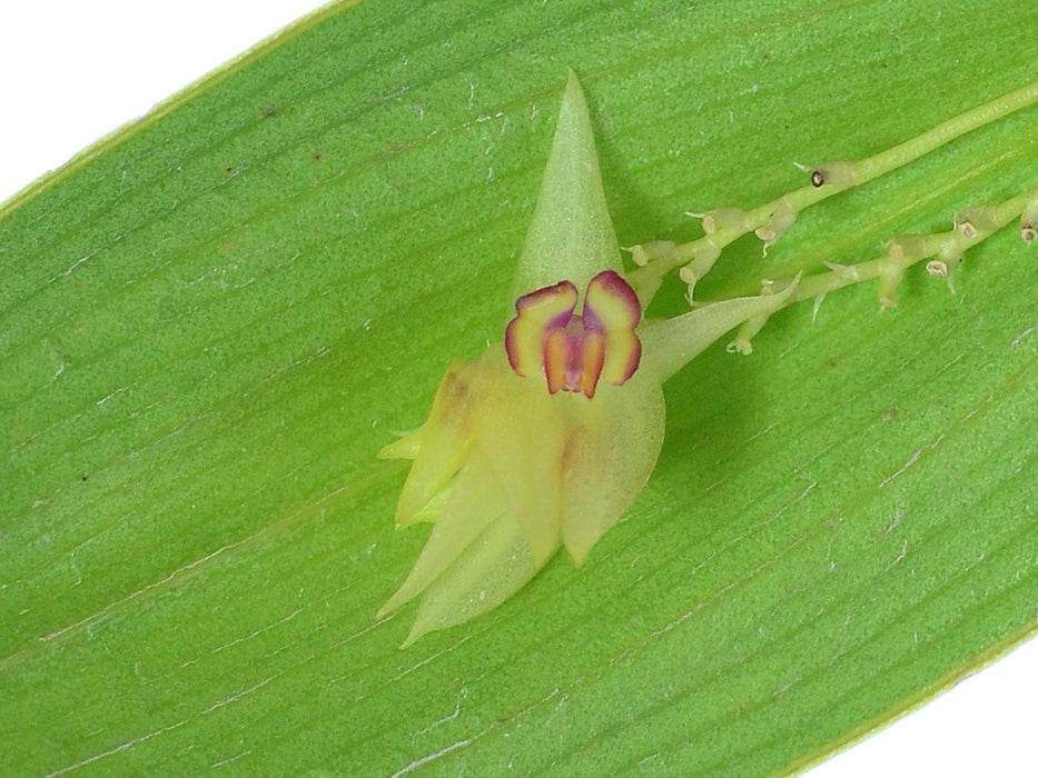 Lepanthes imitator