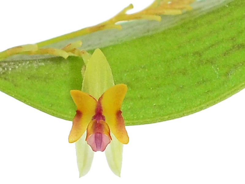 Lepanthes larvina
