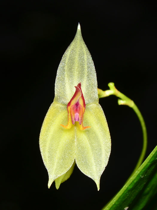 Lepanthes ligiae