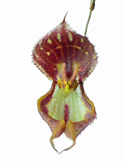 Lepanthes martineae