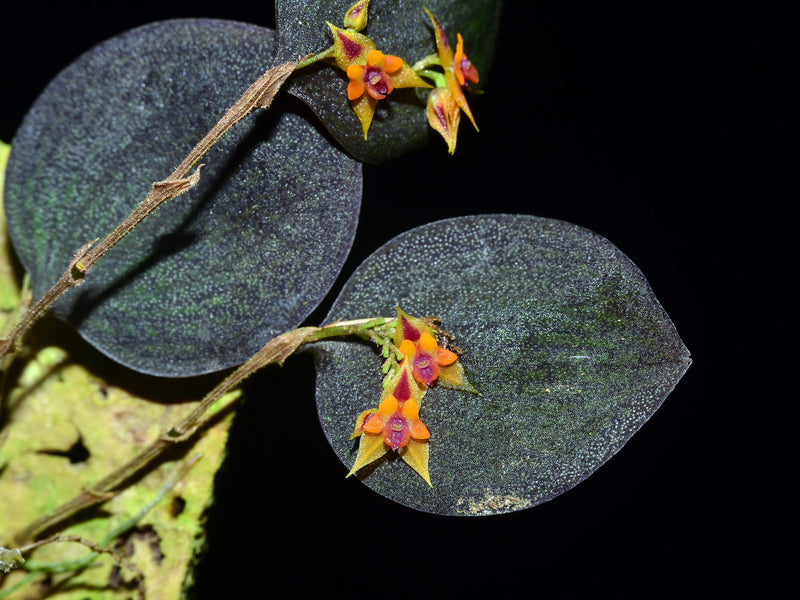 Lepanthes maxillaris