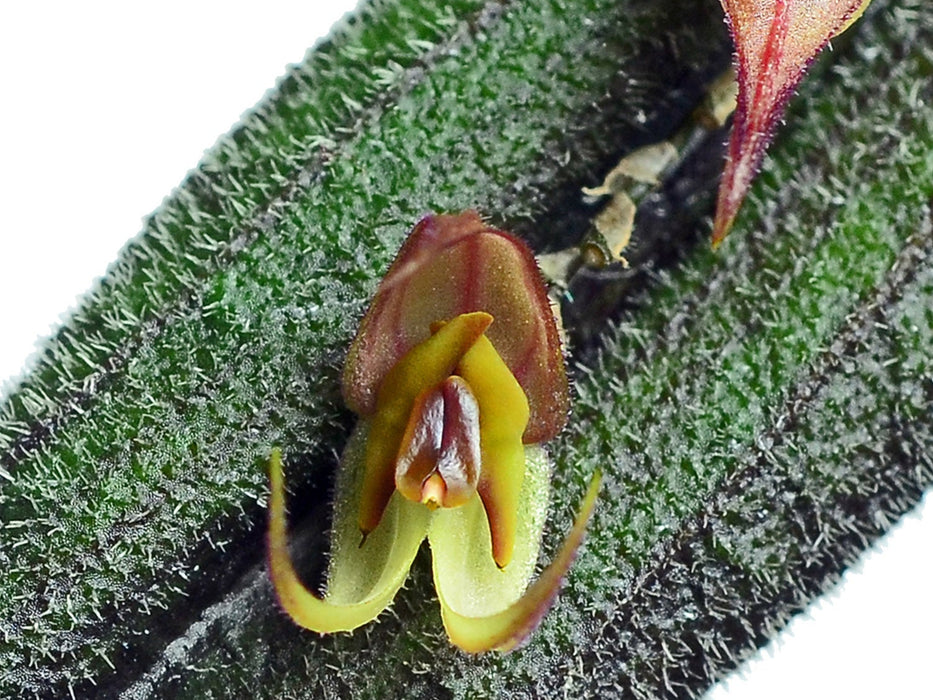 Lepanthes melpomene