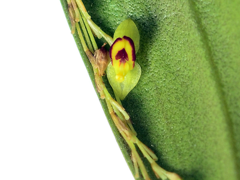 Lepanthes narcissus