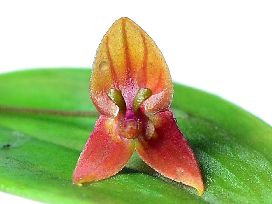 Lepanthes niesseniae