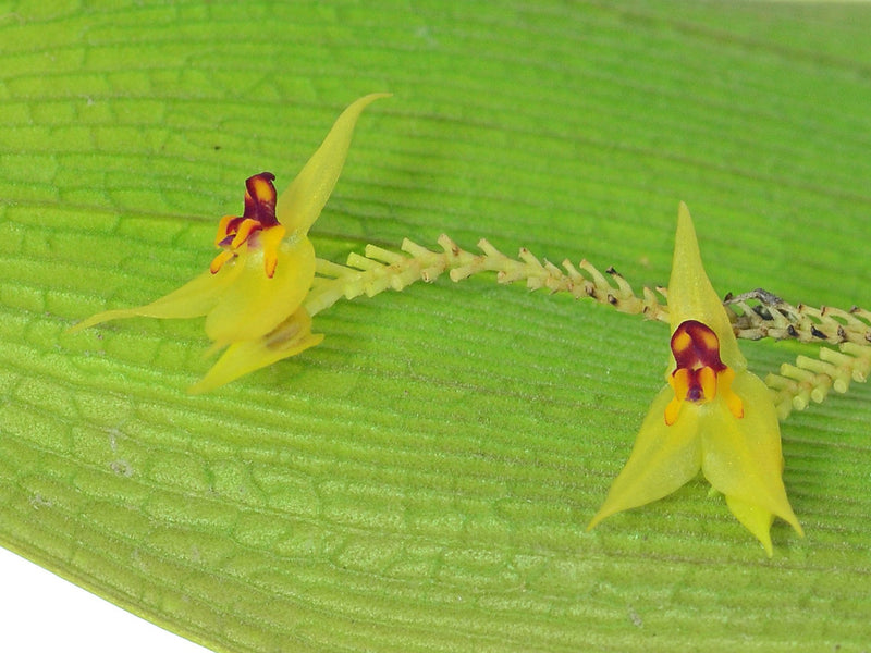 Lepanthes orion