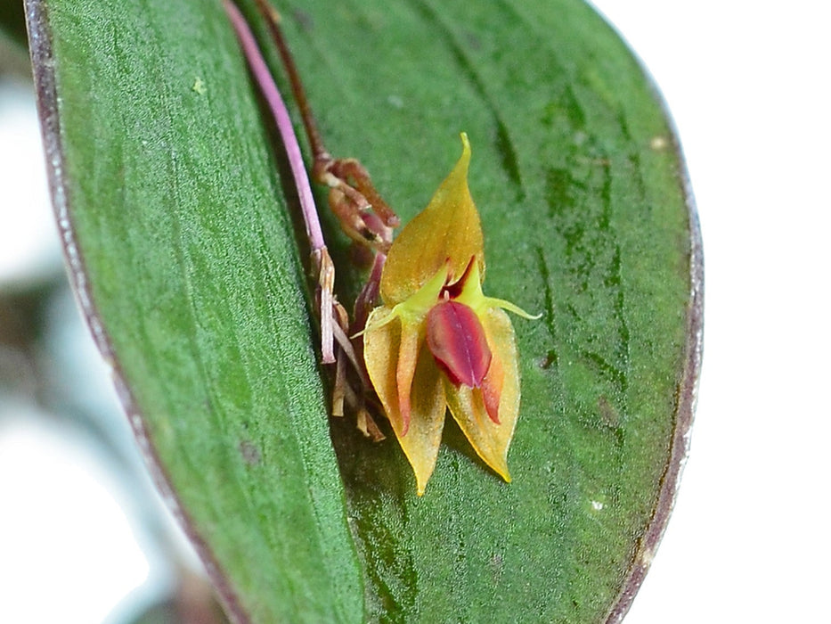 Lepanthes ortegae