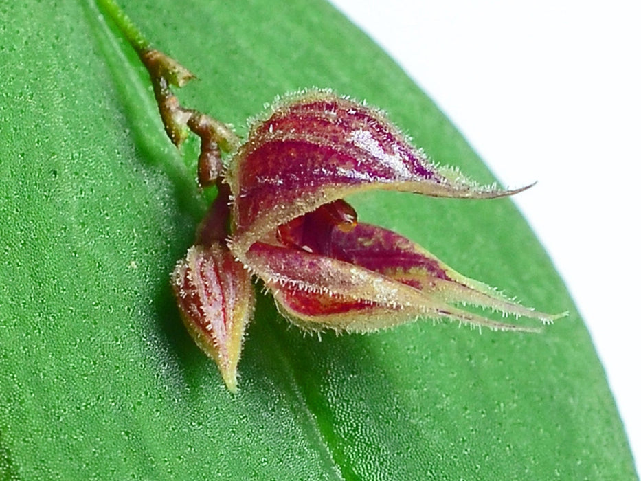 Lepanthes pelvis