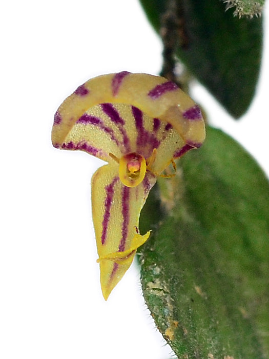 Lepanthes persimilis