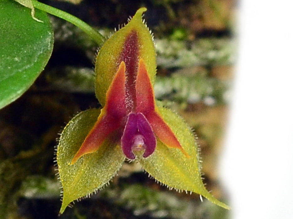 Lepanthes pulchella