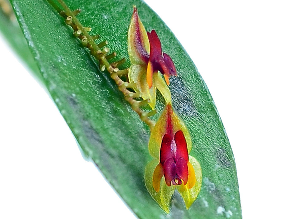 Lepanthes regularis