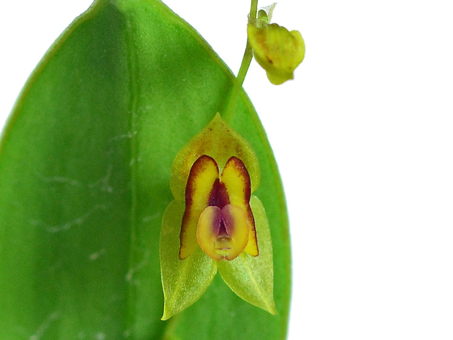 Lepanthes scansor