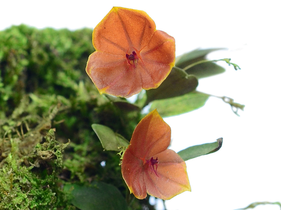 Lepanthes telipogoniflora